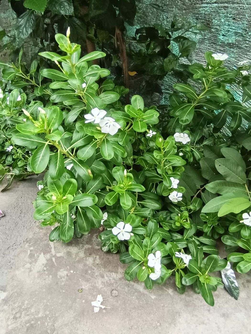 Hibiscus flowers on campus