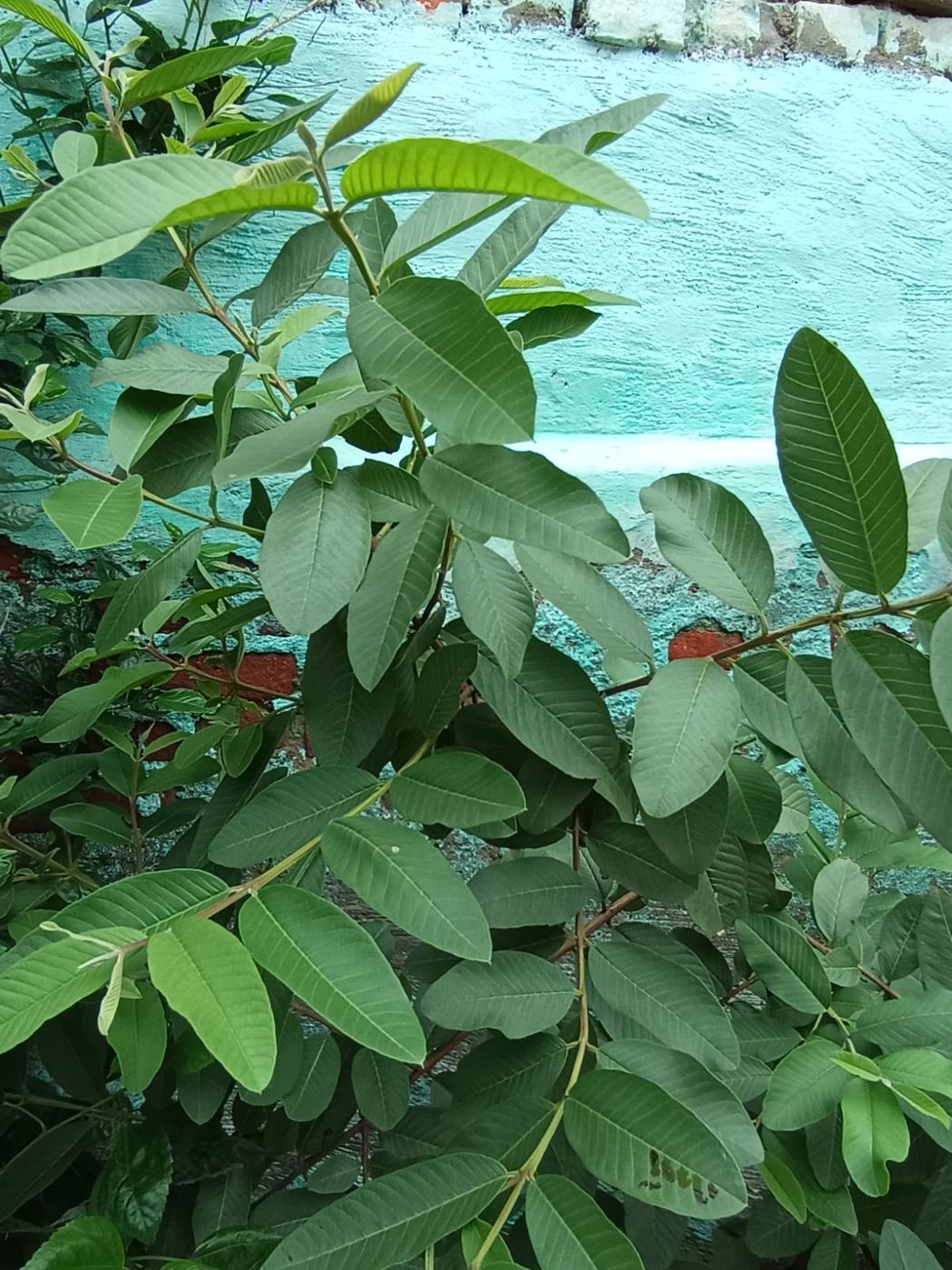 Guava plant on school campus